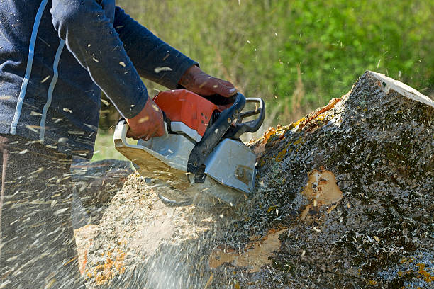 Trusted Buffalo, NY Tree Services Experts