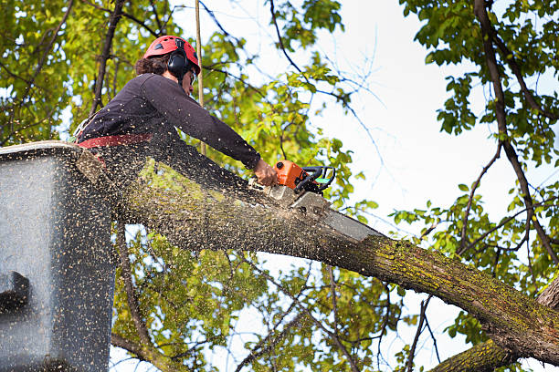 How Our Tree Care Process Works  in  Buffalo, NY