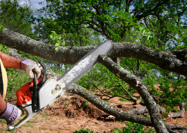 Best Tree Trimming and Pruning  in Buffalo, NY